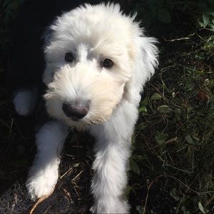 Meet your Posher, Violet